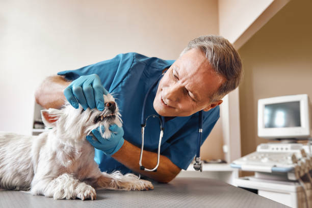 Best 24-Hour Emergency Dental Care in West Chicago, IL